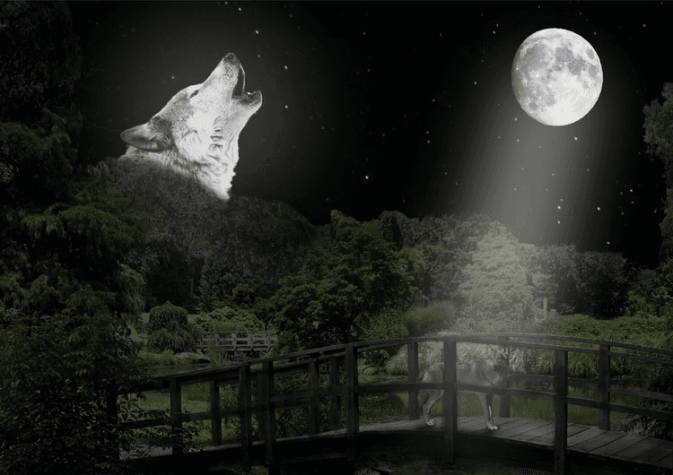 Wolf by the lake preview