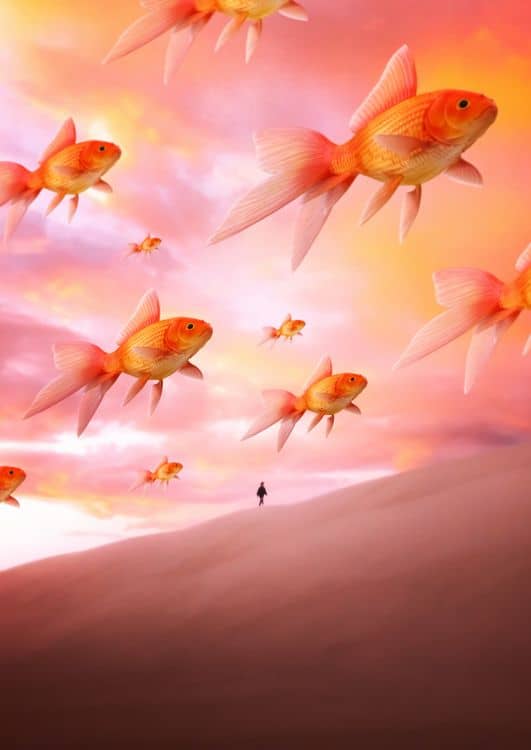 Goldfish desert  preview