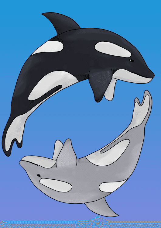 Orcas - yin yang preview