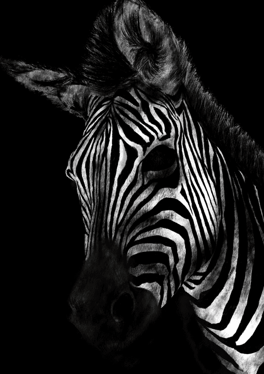 Zebra preview