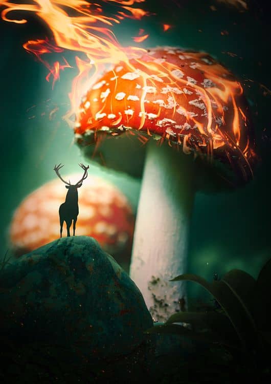 Burning Mushroom preview