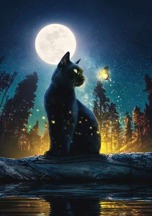 Cat Moon and Stars 2 preview