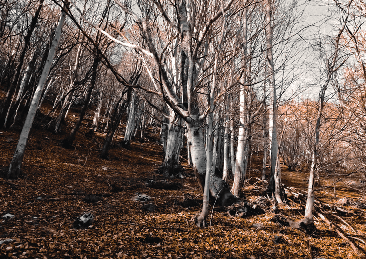 Forest preview