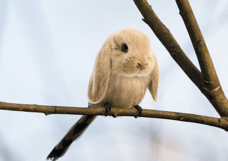 Burb preview