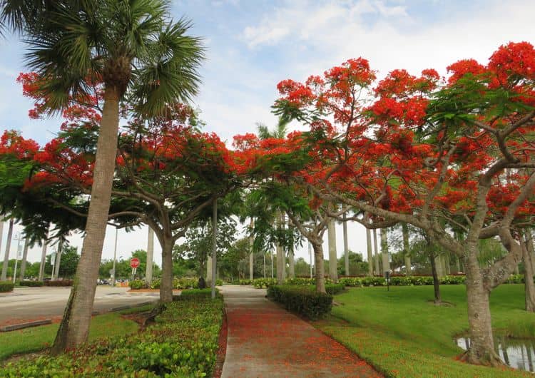 Royal Poinciana Trees preview
