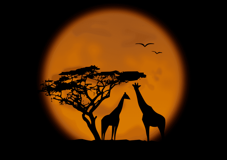 African sunset preview