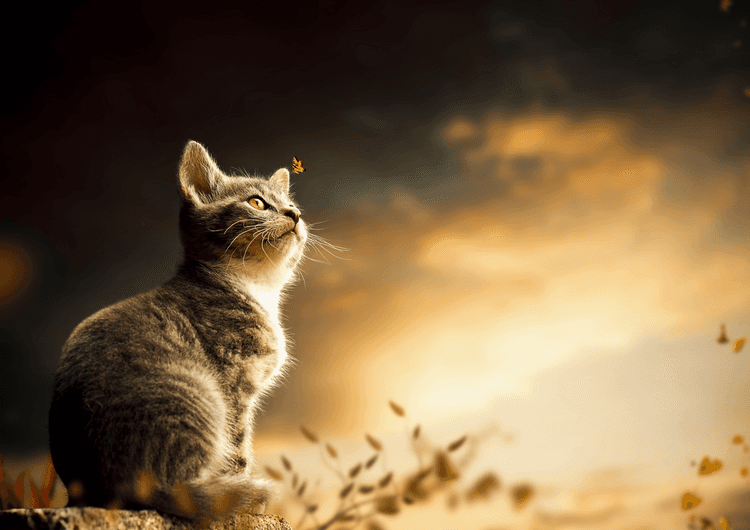 Cat preview