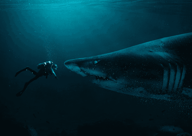 Diver and Shark preview