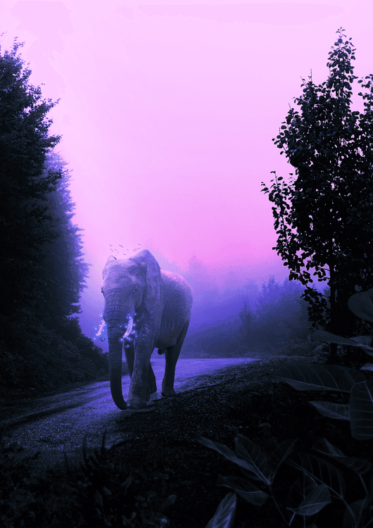 Elephant preview