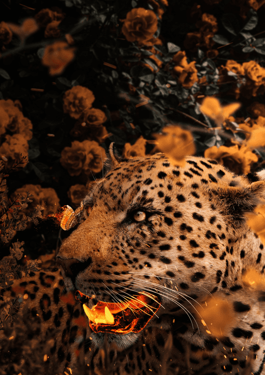 Gold Leopard preview