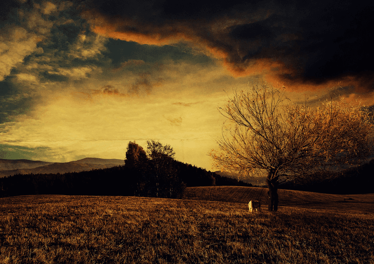 Heavenly Tree preview