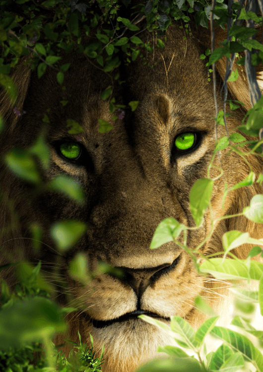 Lion Portrait preview