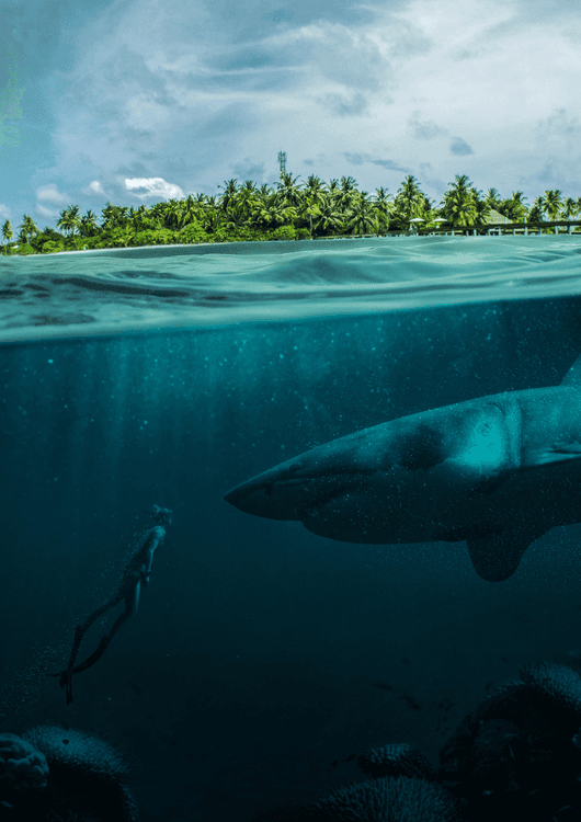 The Real Dangerous preview