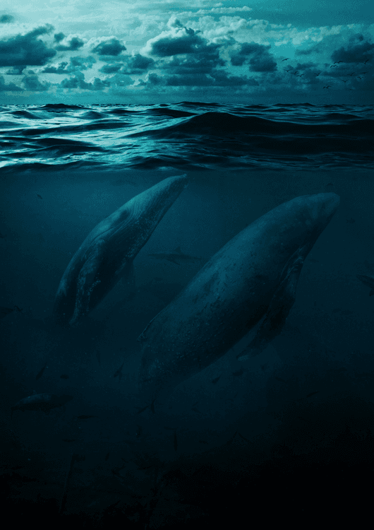 Whales in big ocean preview