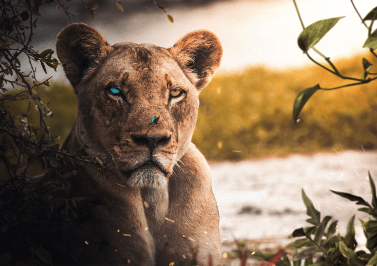 Wounded Lion preview