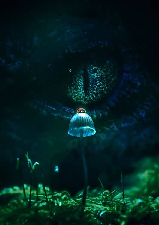Predator preview