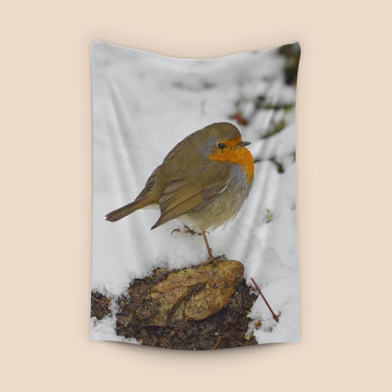 European robin on winter snow preview