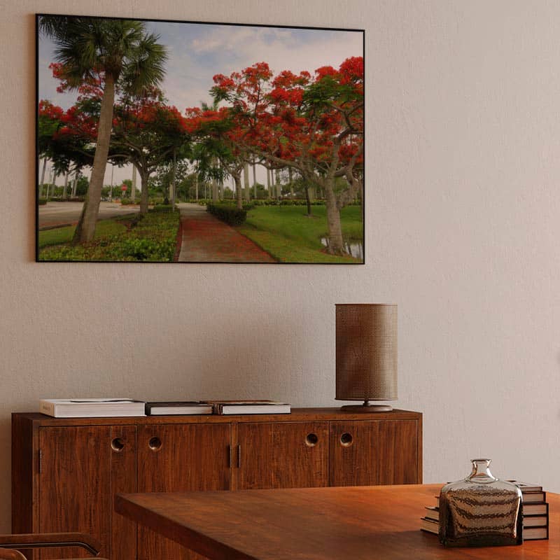 Royal Poinciana Trees preview