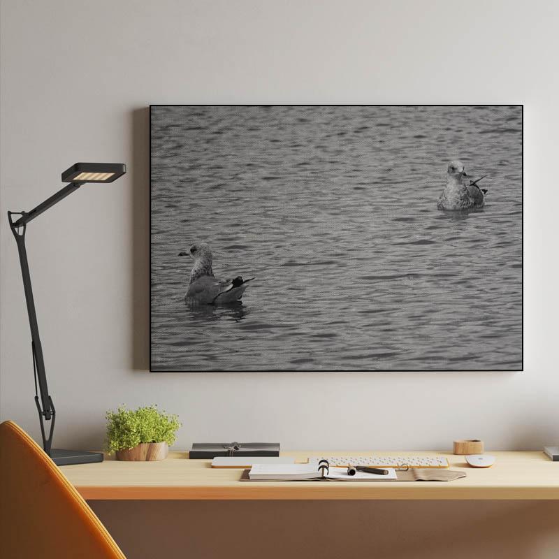 seagulls on a lake