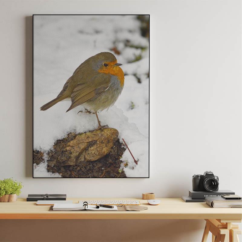 European robin on winter snow