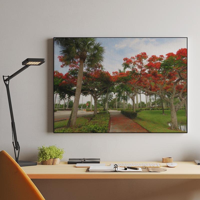 Royal Poinciana Trees