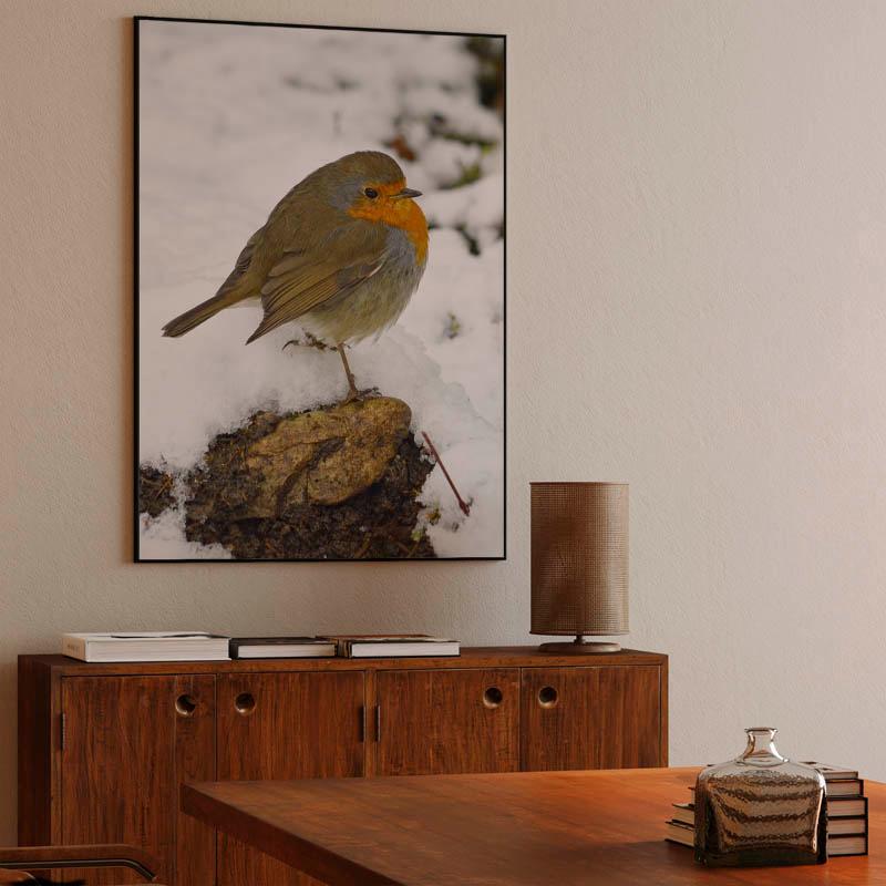 European robin on winter snow