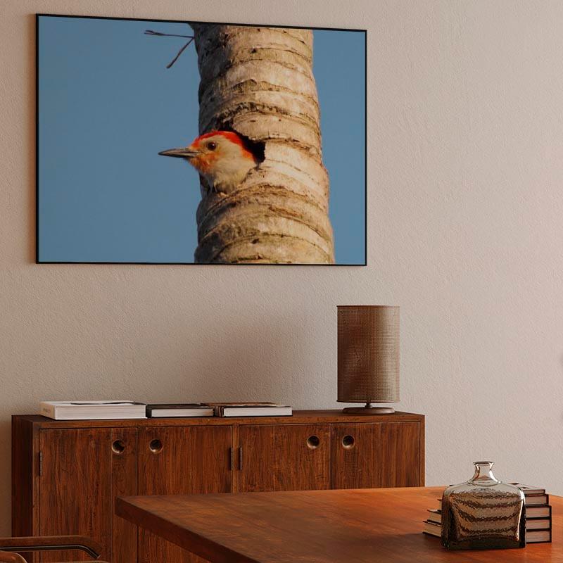 Red-Bellied Woodpecker