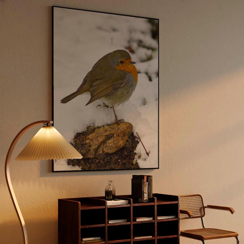 European robin on winter snow