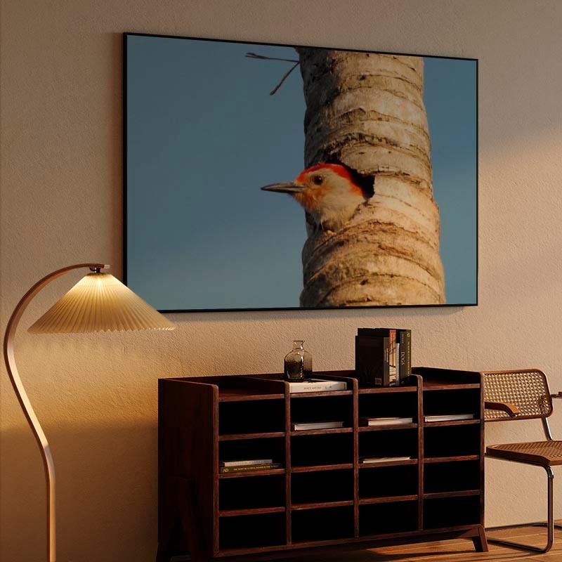 Red-Bellied Woodpecker