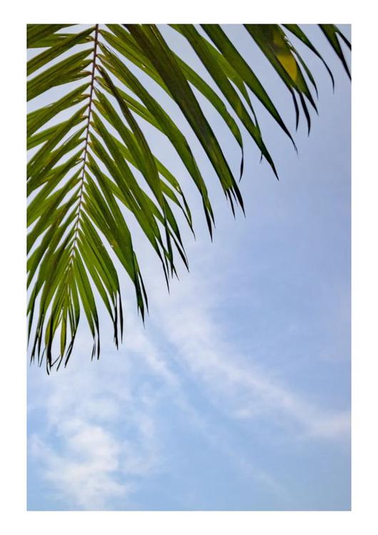 "A Green Palm Grove with the Blue Sky"