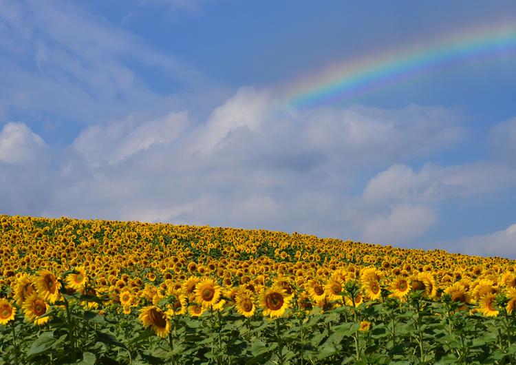 Campo de girasoles con arcoíris.