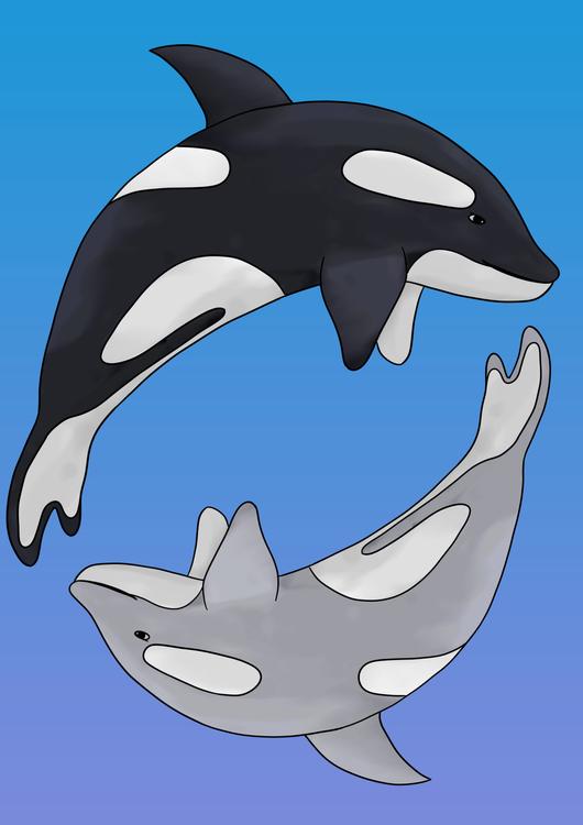 Orcas - yin yang