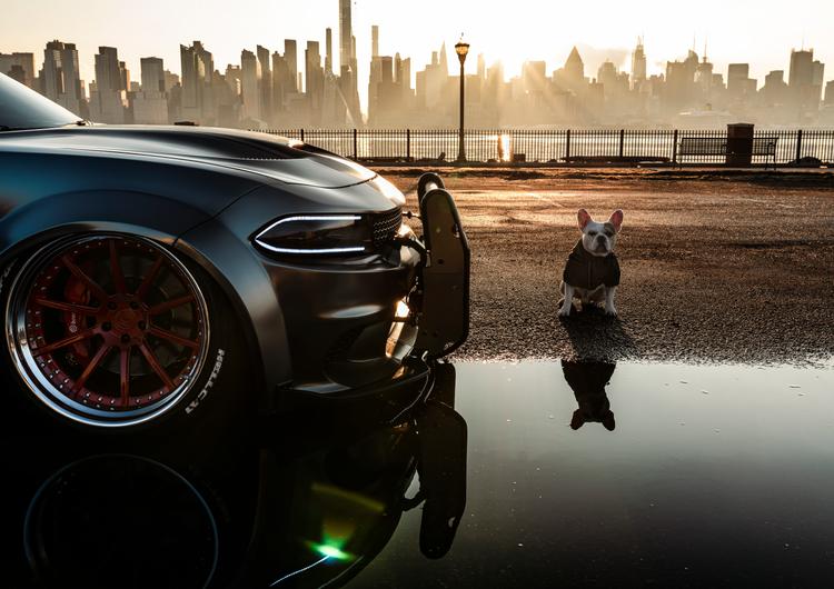 Dodge Charger SRT Hellcat Widebody with dog