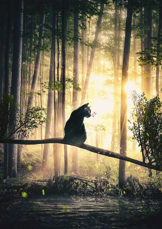 Cat, Sun and Forest
