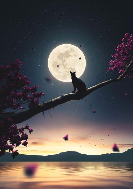 Cat Moon and Stars 3D