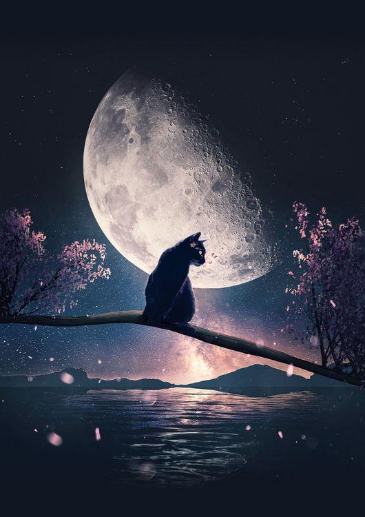 Cat, Moon and Stars