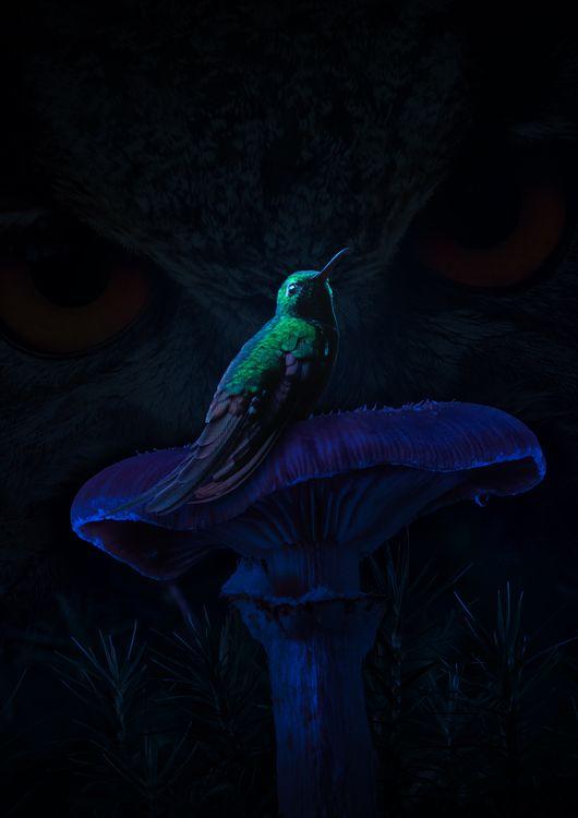 Hummingbird Mushroom