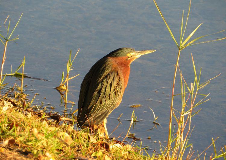 Green Heron