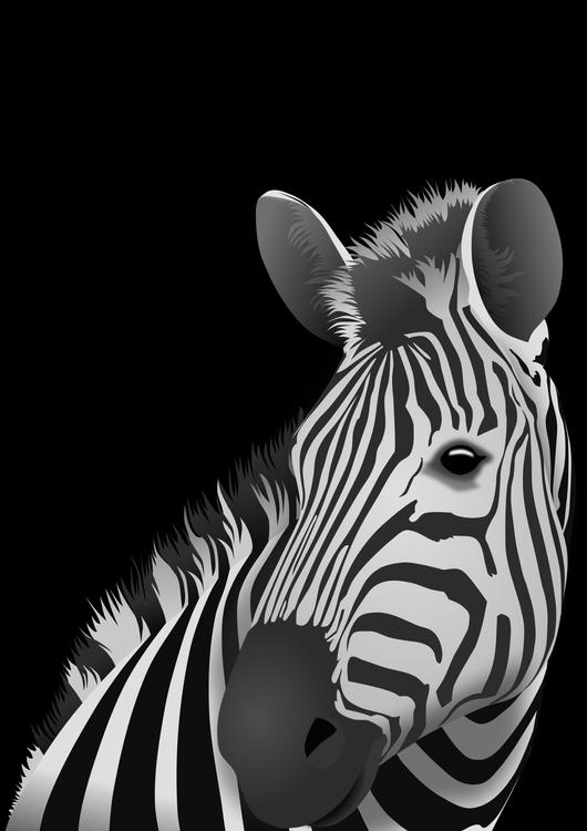 Zebra - black background