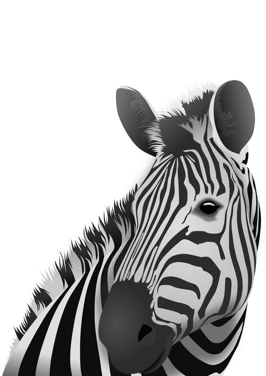 Zebra - white background