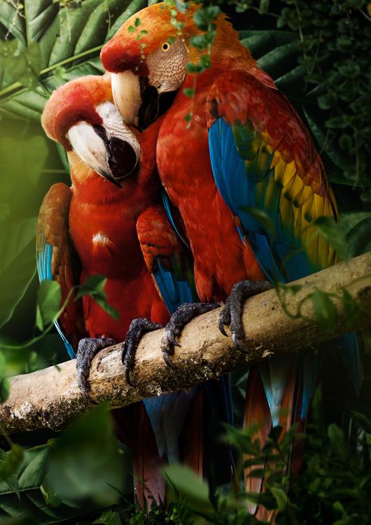 Beautiful Parrots