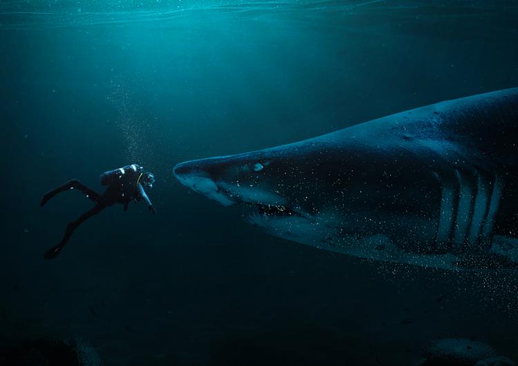 Diver and Shark