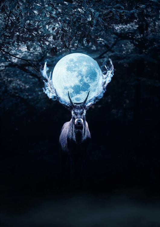 Mysterious Deer in Night