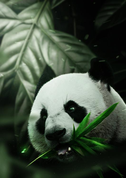Panda