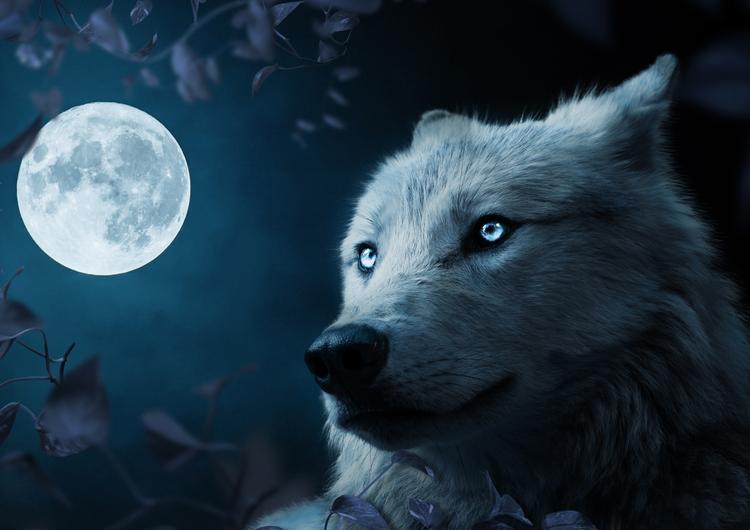 Wolf in Beautiful Night