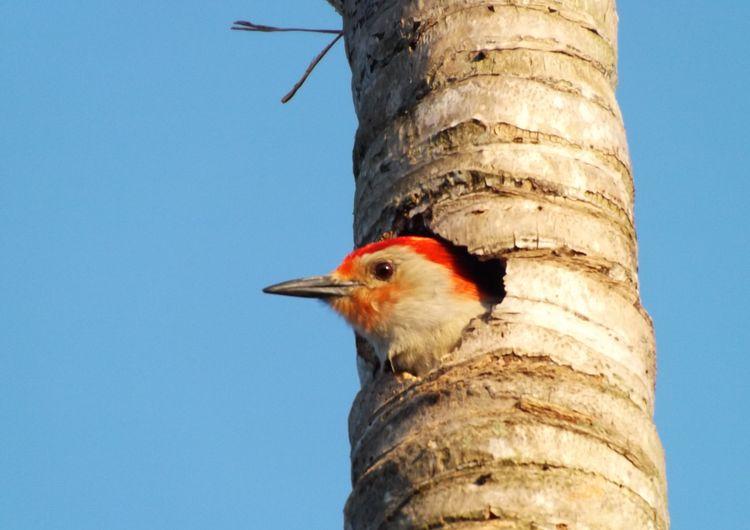 Red-Bellied Woodpecker