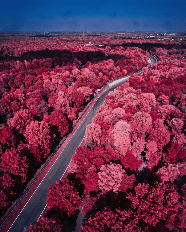 Crimson Speed: Surreal Infrared Monza