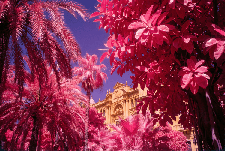Magenta Palms: Infrared Málaga City Hall