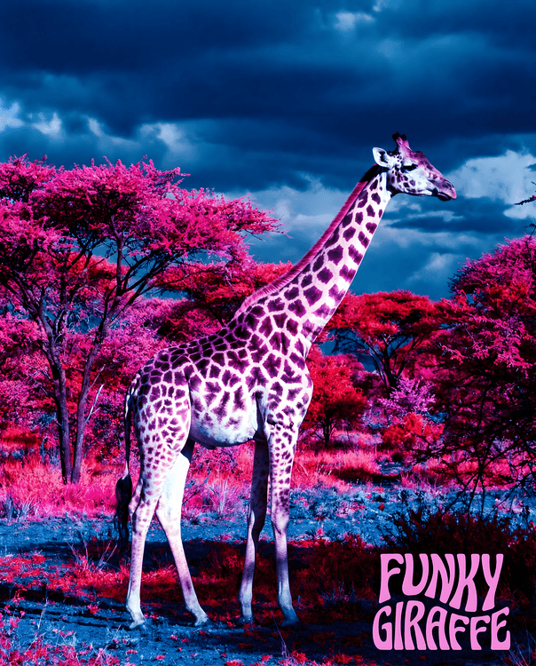 Pink Savanna Funky Giraffe