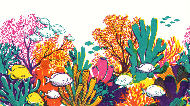 Vibrant Coral Reef Haven